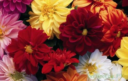 Как оформить цветник вдоль дорожки. Бордюрные цветы