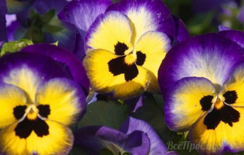 Как оформить цветник вдоль дорожки. Бордюрные цветы