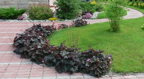 Кустарники вдоль дорожек. Что посадить вдоль дорожек