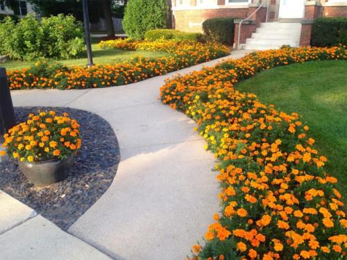 Бордюрные низкорослые растения. Низкорослые бордюрные цветы однолетние и многолетние, фото на клумбах