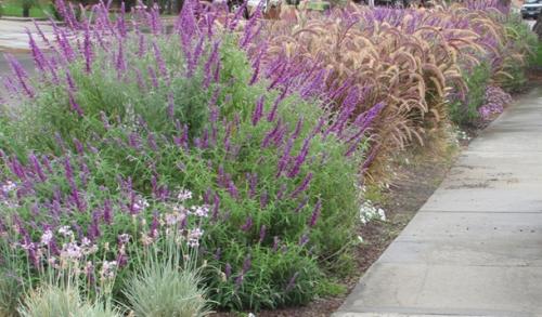 Кустарники вдоль дорожек. Что посадить вдоль дорожек