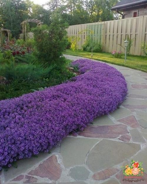 Цветы вдоль дорожки. Какие растения выбрать