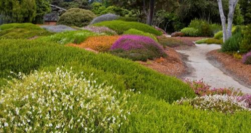 Кустарники вдоль дорожек. Что посадить вдоль дорожек