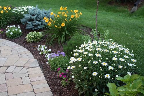Цветы вдоль дорожки. Какие растения выбрать