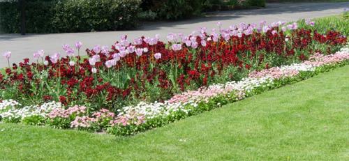 Бордюрные низкорослые растения. Низкорослые бордюрные цветы однолетние и многолетние, фото на клумбах