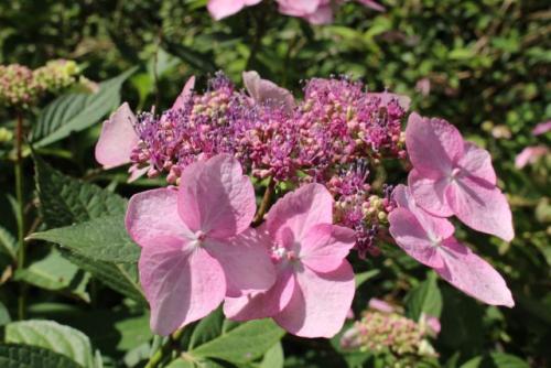 Виды гортензий и уход за ними. Разбираемся в видах гортензий