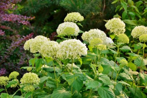 Виды гортензий и уход за ними. Разбираемся в видах гортензий