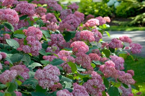 Гортензия древовидная почва. Посадка/выращивание