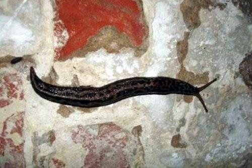 Как избавиться от слизней навсегда. Как избавиться от слизней в доме: 8 средств и методы, которые удивят простотой