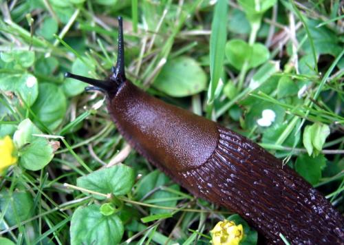 Как избавиться от слизней навсегда. Как избавиться от слизней в доме: 8 средств и методы, которые удивят простотой