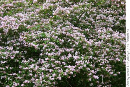 Бордюрные кустарники. Красивоцветущие живые изгороди: бордюры