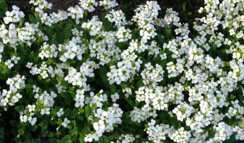 Обзор низкорослых бордюрных многолетних растений. Достойные внимания многолетники