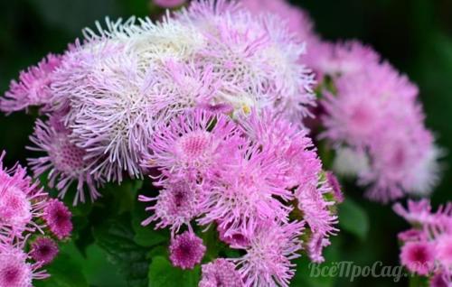 Самые красивые бордюрные цветы. Каталог однолетних бордюрных цветов