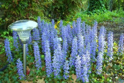 Обзор низкорослых бордюрных многолетних растений. Достойные внимания многолетники