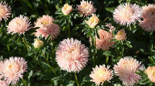 Обзор низкорослых бордюрных многолетних растений. Достойные внимания многолетники 14