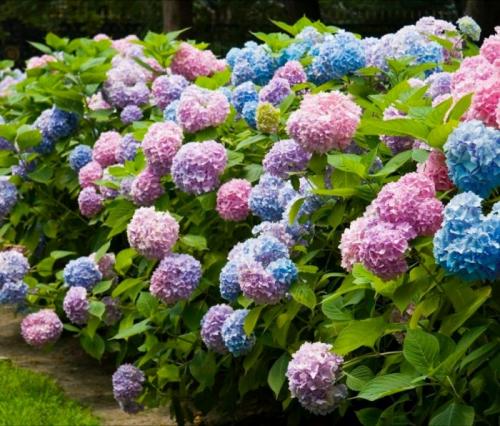 Уход за крупнолистной гортензией после цветения. Особенности гортензии