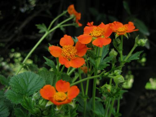 Самые красивые бордюрные многолетники. Бордюрные многолетние цветы