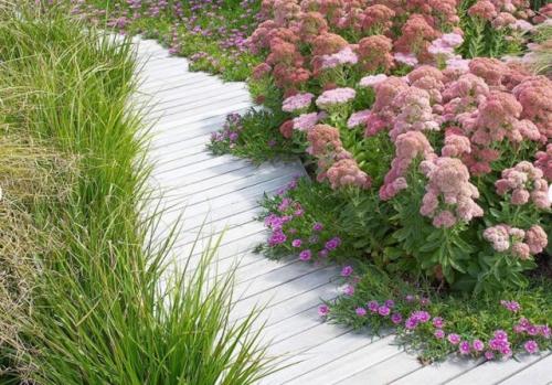 Самые красивые бордюрные многолетники. Бордюрные многолетние цветы