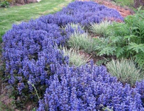 Самые красивые бордюрные многолетники. Бордюрные многолетние цветы