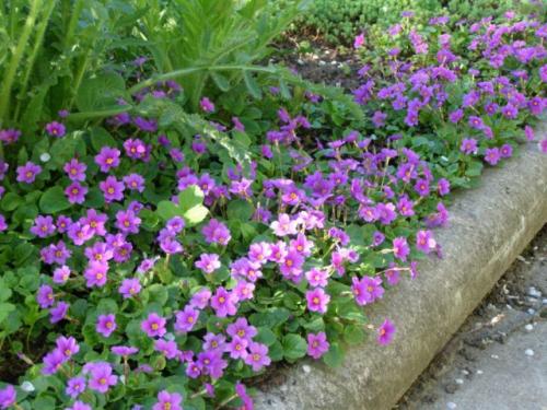 Самые красивые бордюрные многолетники. Бордюрные многолетние цветы