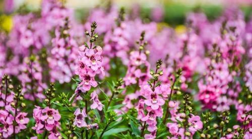 Бордюрные цветы многолетние низкорослые. 35 низкорослых летников для посадки около дорожки, в рокарии и по краю миксбордера 02