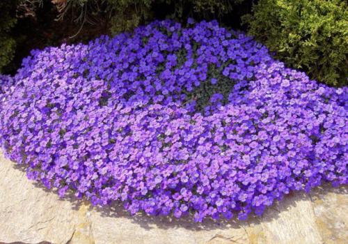 Самые красивые бордюрные многолетники. Бордюрные многолетние цветы