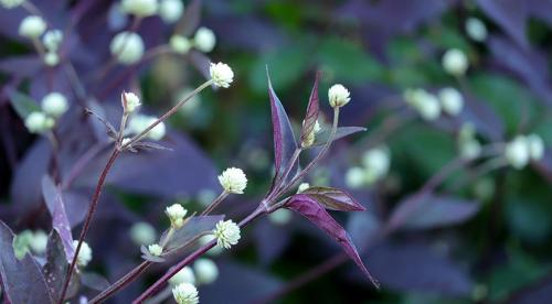 Бордюрные цветы многолетние низкорослые. 35 низкорослых летников для посадки около дорожки, в рокарии и по краю миксбордера 01