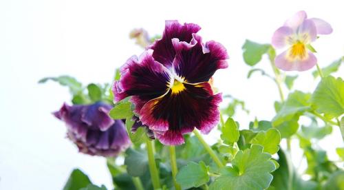 Бордюрные цветы многолетние низкорослые. 35 низкорослых летников для посадки около дорожки, в рокарии и по краю миксбордера 03