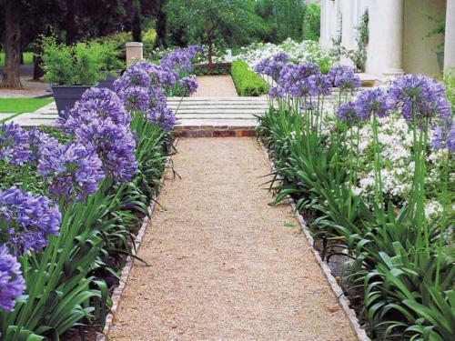 Самые красивые бордюрные многолетники. Бордюрные многолетние цветы