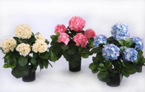 Как посадить гортензию дома. Как правильно посадить у себя дома