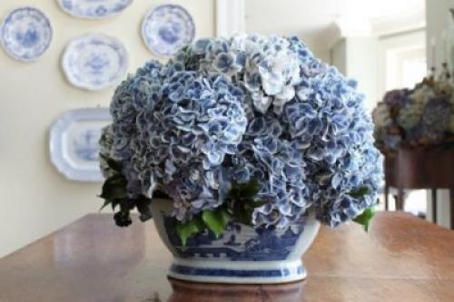 Как посадить гортензию дома. Как правильно посадить у себя дома