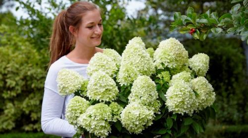 Посадка гортензии метельчатой. Гортензия метельчатая: описание, сорта, посадка, уход и размножение