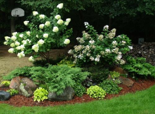 10 советов по посадке гортензии. Как посадить гортензию в открытый грунт