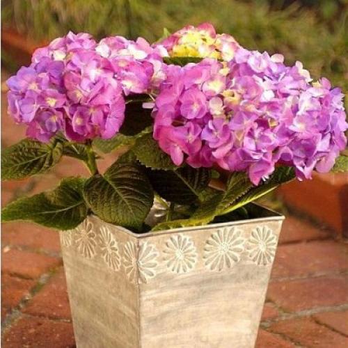 Как посадить гортензию дома. Как правильно посадить у себя дома