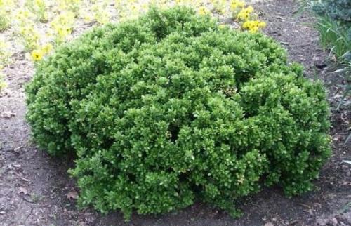 Зеленый бордюр из растений. Выбор кустарников для живого бордюра