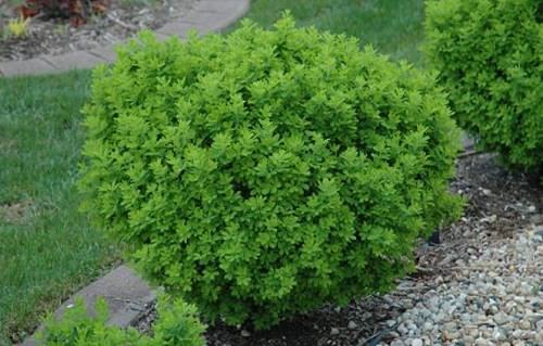 Зеленый бордюр из растений. Выбор кустарников для живого бордюра