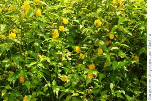 Живой бордюр вдоль дорожек. Красивоцветущие живые изгороди: бордюры