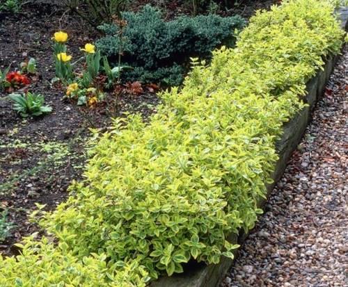 Зеленый бордюр из растений. Выбор кустарников для живого бордюра