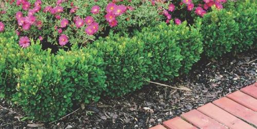 Зеленый бордюр из растений. Выбор кустарников для живого бордюра