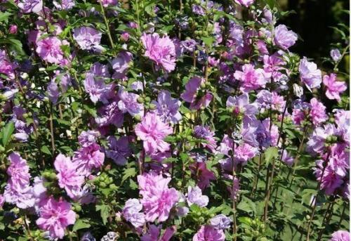 Живой бордюр вдоль дорожек. Красивоцветущие живые изгороди: бордюры