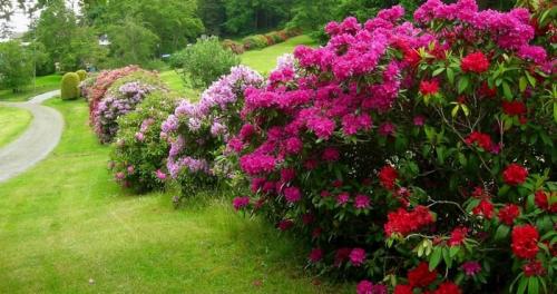 Зеленый бордюр из растений. Выбор кустарников для живого бордюра