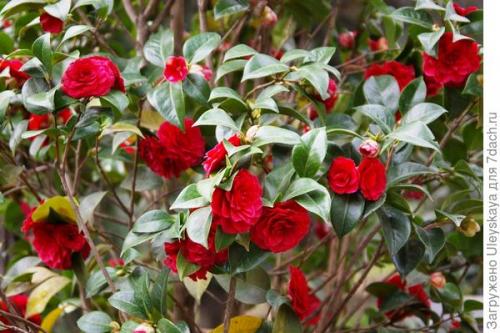 Низкорослые растения для живой изгороди и бордюра. Красивоцветущие живые изгороди: бордюры