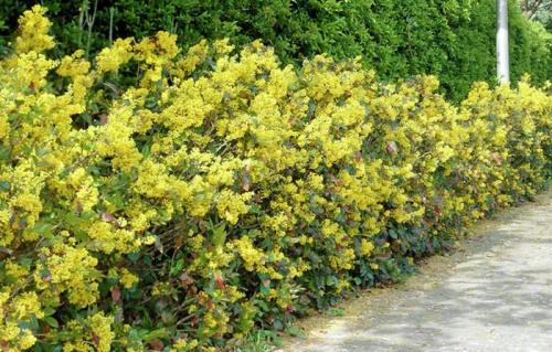 Зеленый бордюр из растений. Выбор кустарников для живого бордюра