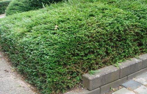 Зеленый бордюр из растений. Выбор кустарников для живого бордюра