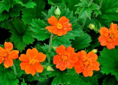 Самые красивые бордюрные многолетники. Подходящие сорта растений