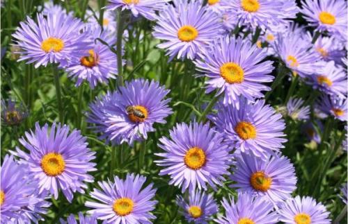 Самые красивые бордюрные многолетники. Подходящие сорта растений