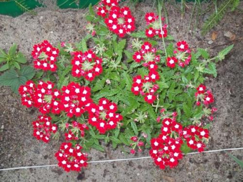 Топ-10 бордюрных низкорослых многолетников. Однолетние долгоцветущие цветы