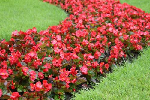 Топ-10 бордюрных низкорослых многолетников. Однолетние долгоцветущие цветы