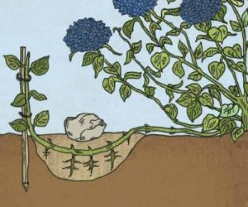 Когда пересаживать гортензию метельчатую. Зачем пересаживать гортензии: для чего нужно это делать