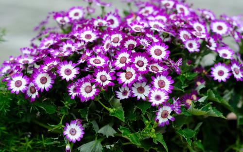 Бордюрные растения серебристого цвета. Описание